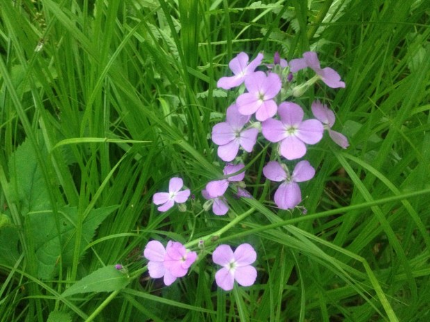 The June 2013 Newsletter is&nbsp;Here!