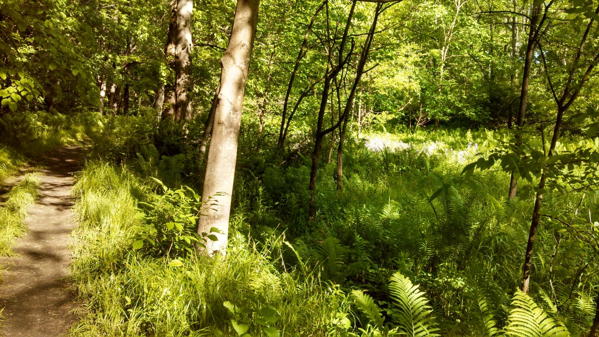 West River Trail