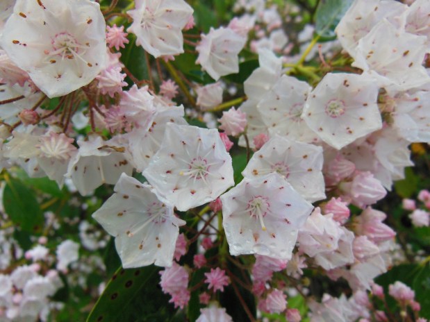 Rice Farm Road Trailhead&nbsp;Update