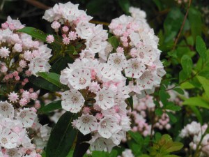 west river trail june 2013 7