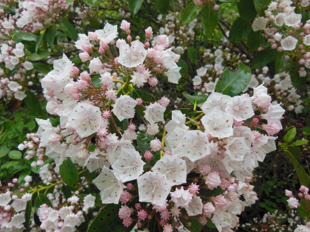 Black Mountain Hike Saturday June&nbsp;14