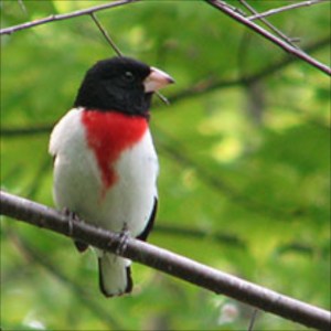 birding on the west river