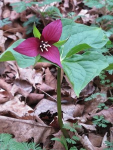 Red trillium