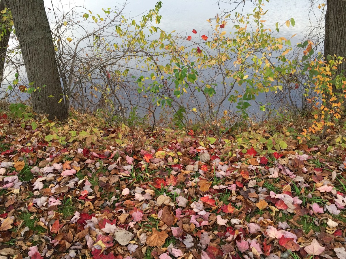 West River Trail Autumn 2014