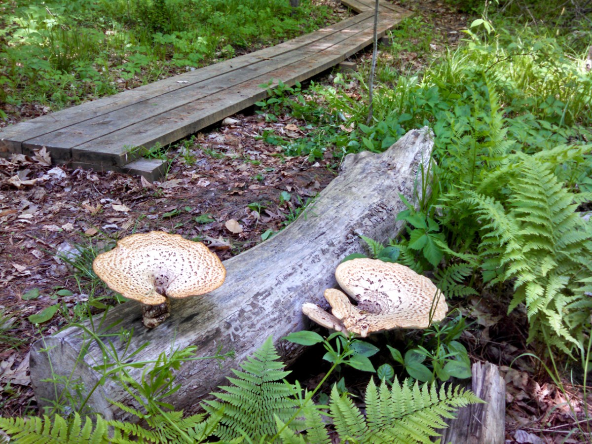 West River Trail Workday