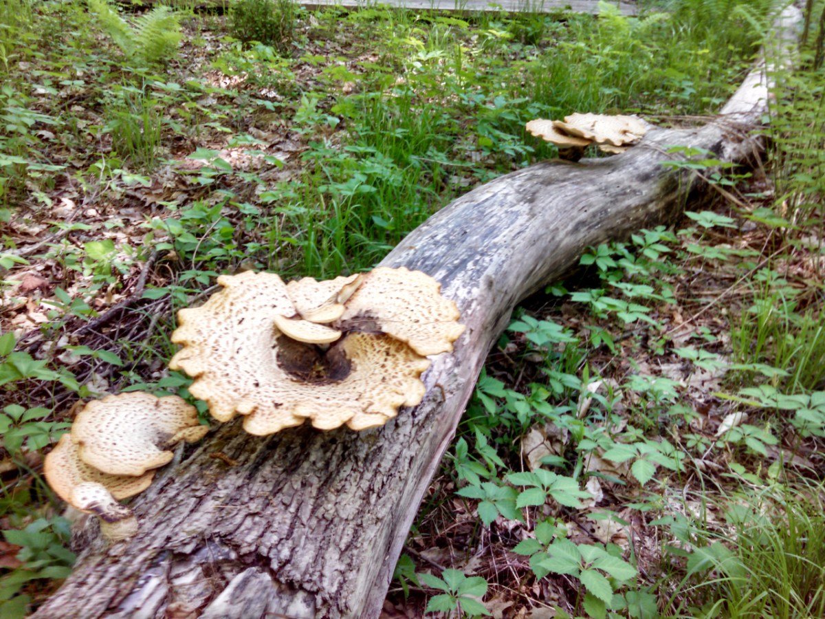 West River Trail Workday