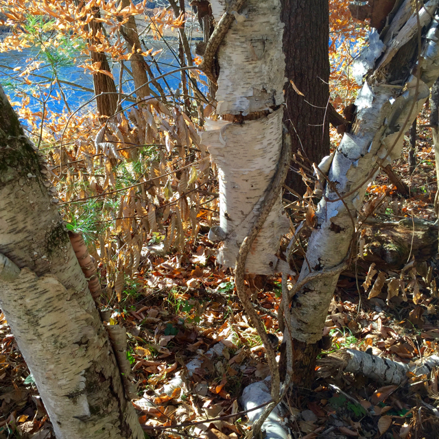 West River Trail, Vermont