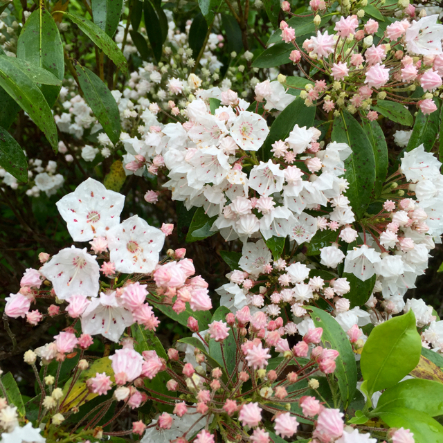 West River Trail mountain-laurel June 2016
