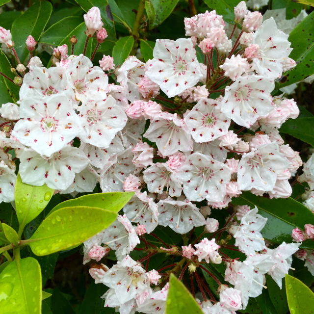 West River Trail mountain-laurel June 2016