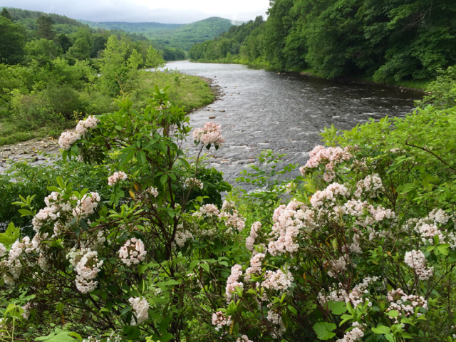 West River Trail mountain-laurel June 2016