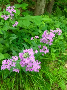 West River Trail wildflowers