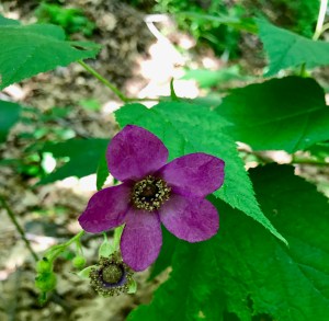 WRT trail wildflower