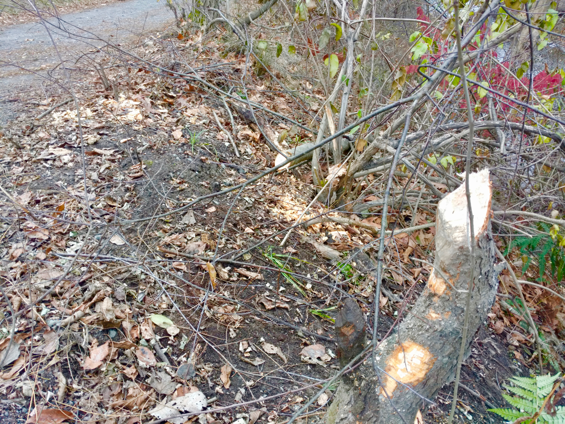 West River Trail Workday