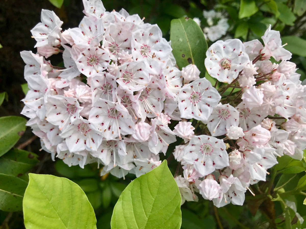 West River Trail, Rice Farm Road Trailhead, mountain laurel in bloom
