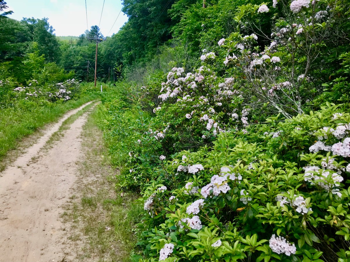West River Trail, Rice Farm Road Trailhead, mountain laurel in bloom