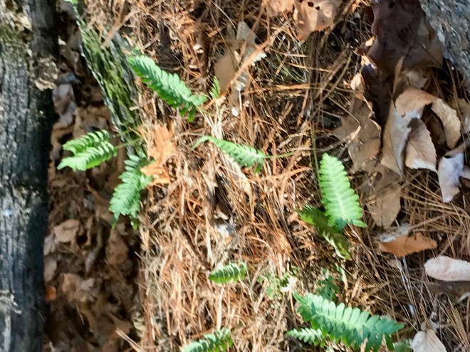 West River Trail Autumn 2019