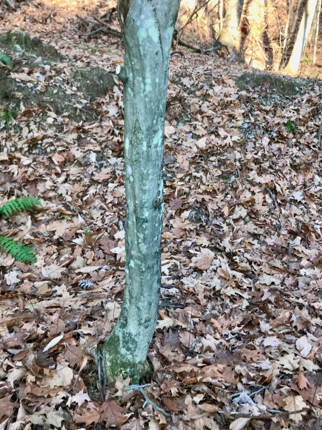 West River Trail Autumn 2019.