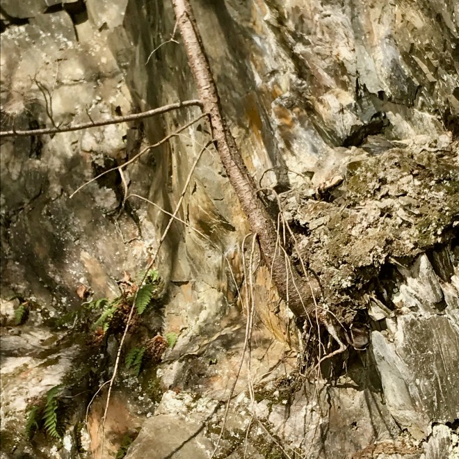 West River Trail Autumn 2019