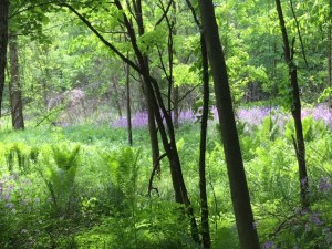West River Trail dames rocket and ferns