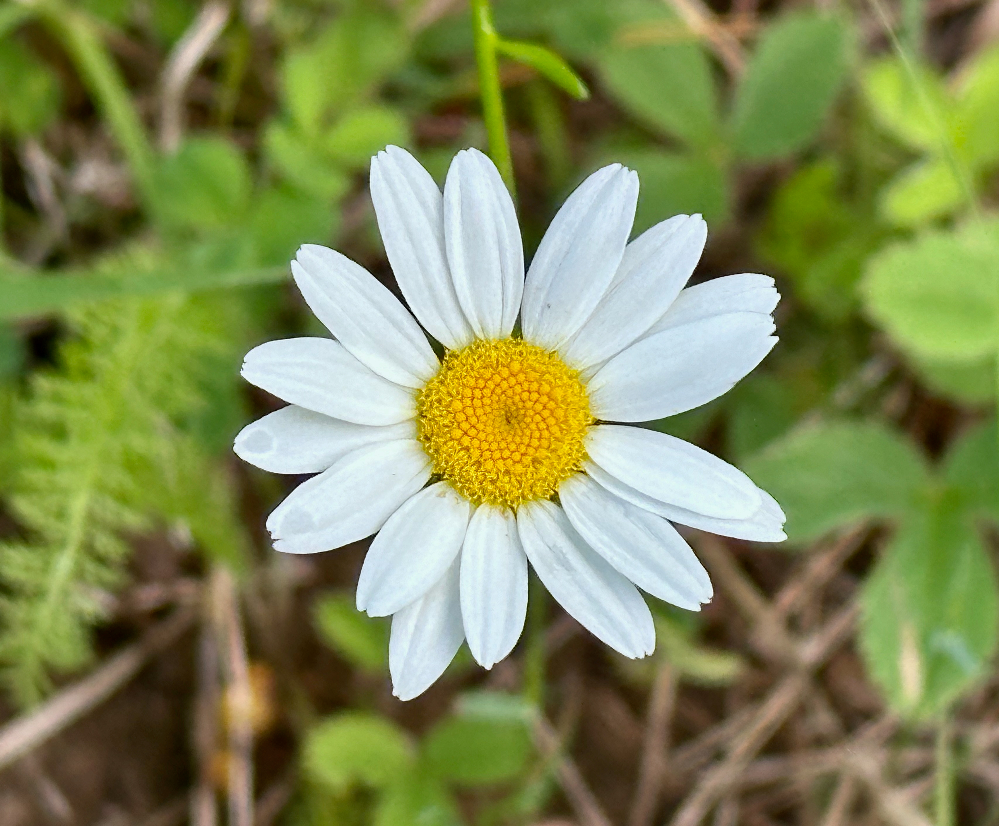 West River Trail, Brattleboro Vermont